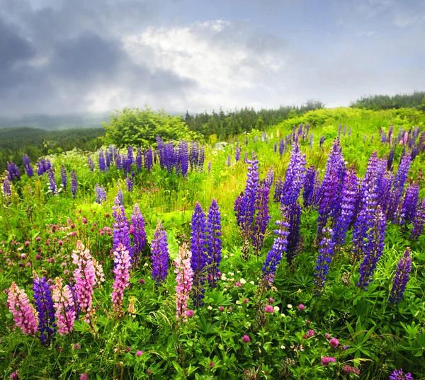 Flores de lupino de jardín púrpura y rosa —  Fotos de Stock