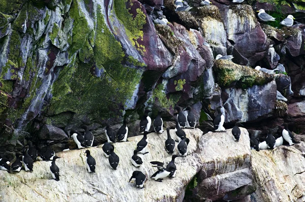 Oiseaux au refuge d'oiseaux écologiques du cap St. Mary's à Terre-Neuve — Photo