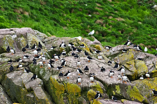 Papegaaiduikers op rotsen in newfoundland — Stockfoto