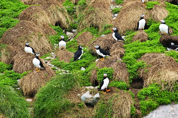 Lunnefåglar häckande i newfoundland — Stockfoto