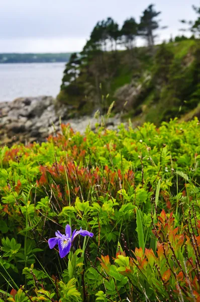 Flor de iris de bandera azul en la costa atlántica —  Fotos de Stock