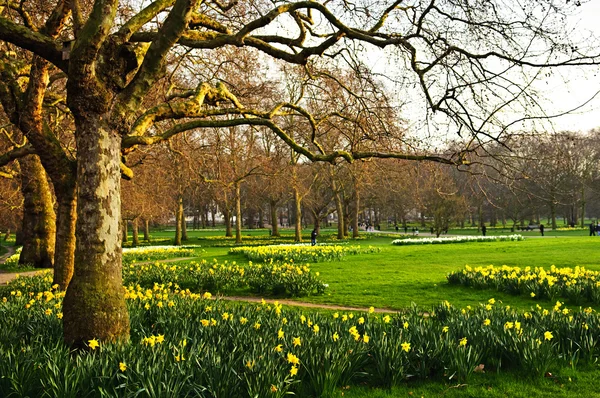 Narcisos en St. James 's Park —  Fotos de Stock
