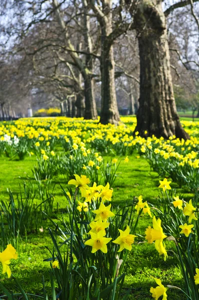 Daffodils in St. James's Park — Stock Photo, Image