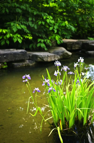 Purple irises in pond — Stock Photo, Image