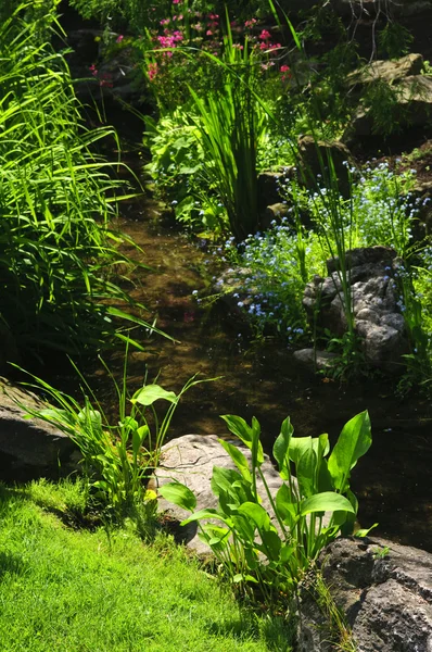 Plantas verdes perto do riacho — Fotografia de Stock