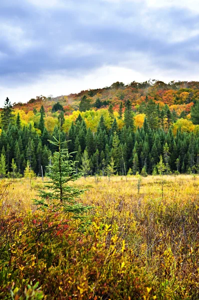 Les na podzim — Stock fotografie