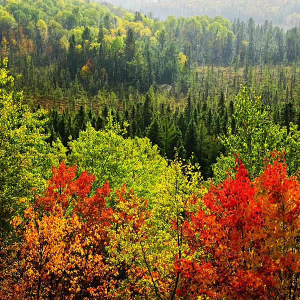 Jesień las burza deszcz — Zdjęcie stockowe