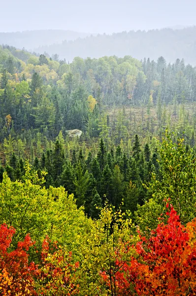 Podzim lesní deště bouře — Stock fotografie