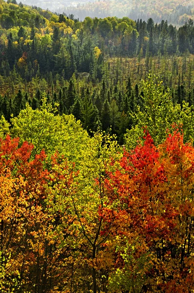 Podzim lesní deště bouře — Stock fotografie