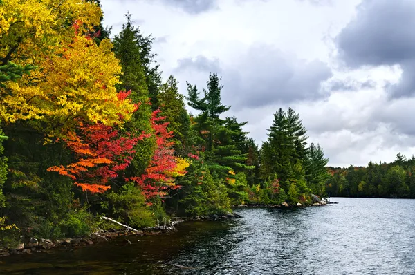 Bosque de otoño y orilla del lago —  Fotos de Stock