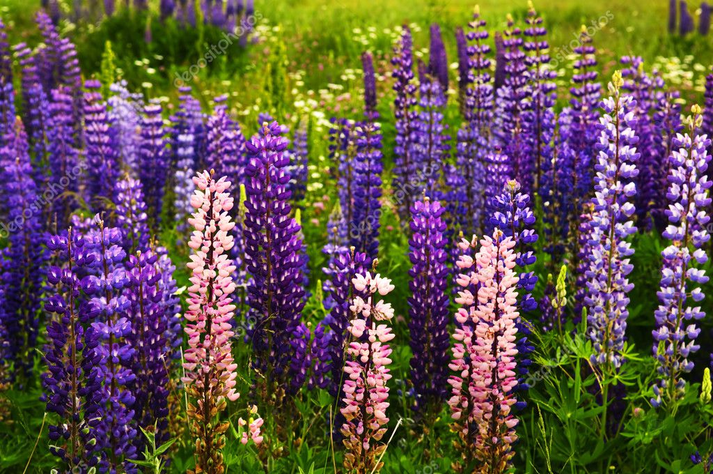 Purple and pink garden lupin flowers — Stock Photo © elenathewise #4482512