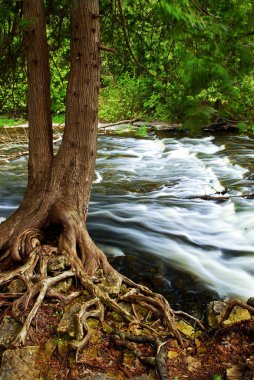 River through woods clipart