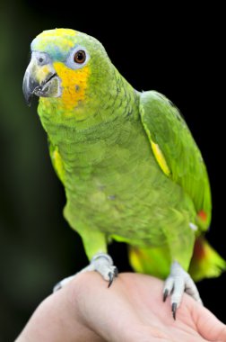 Yellow-shouldered Amazon parrot clipart