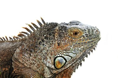 Green Iguana clipart