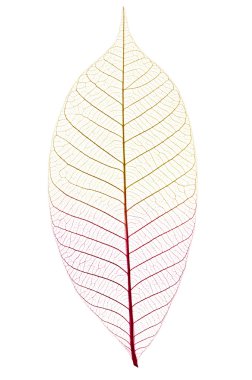 Skeleton leaf clipart