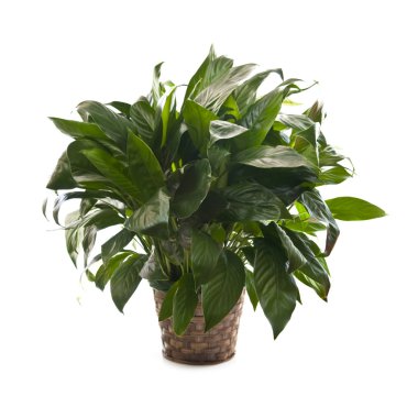 Houseplant on white background clipart