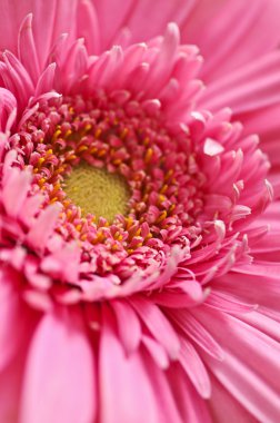 gerbera çiçek