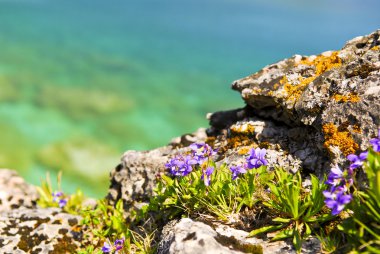 Wildflowers at shore of Georgian Bay clipart