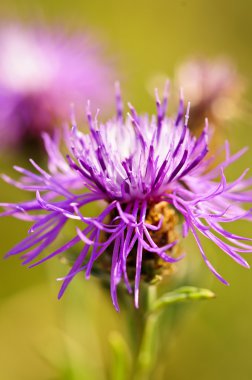 knapweed çiçek