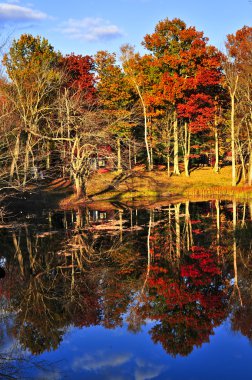 Fall forest reflections
