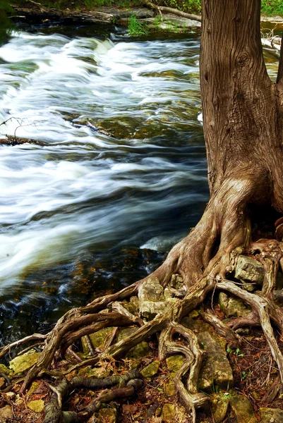 숲을 통해 강 — 스톡 사진