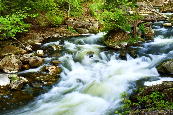 River through woods — Stock Photo, Image