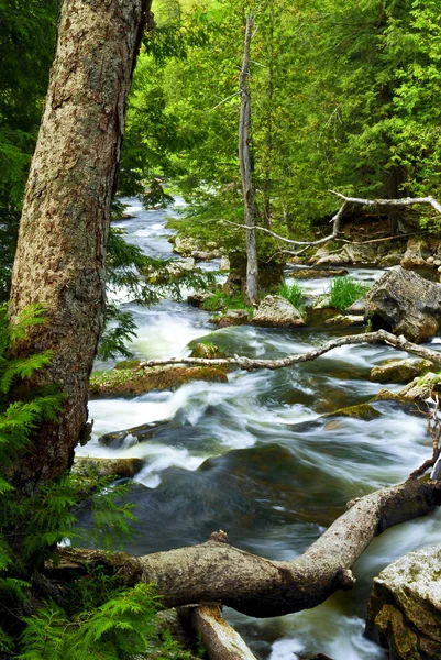 Река через лес — стоковое фото