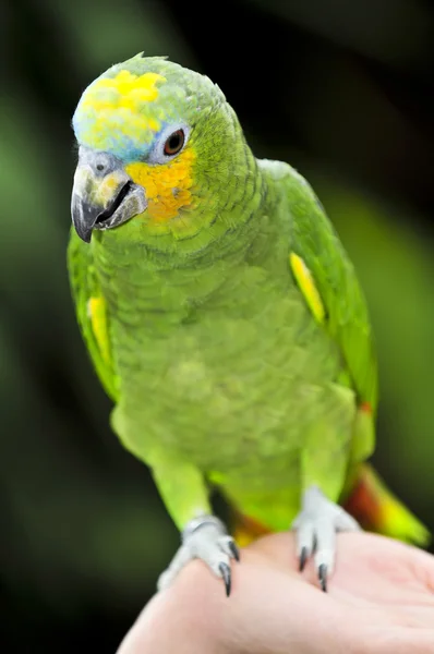 Papoušek amazon žlutá na ramena — Stock fotografie