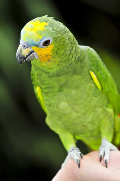 노란색 어깨 아마존 앵무새 — 스톡 사진