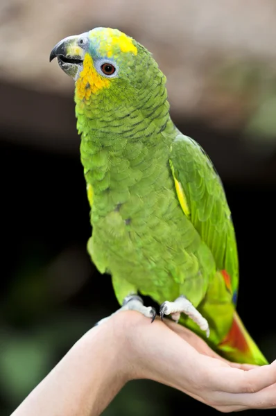 노란색 어깨 아마존 앵무새 — 스톡 사진