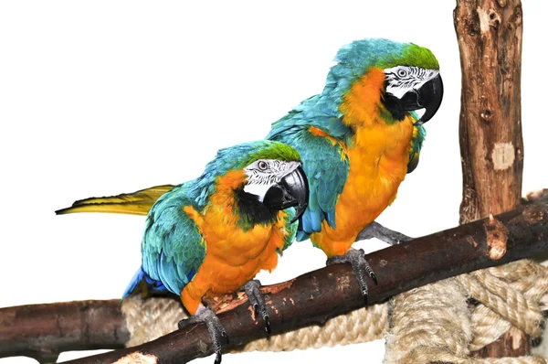 Modrý a žlutý macaw — Stock fotografie