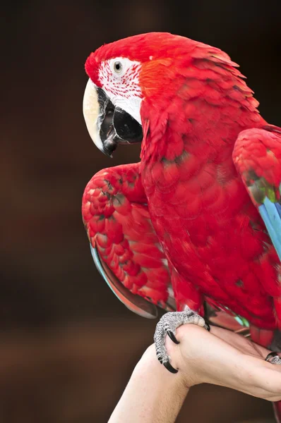 Kızıl papağan. — Stok fotoğraf