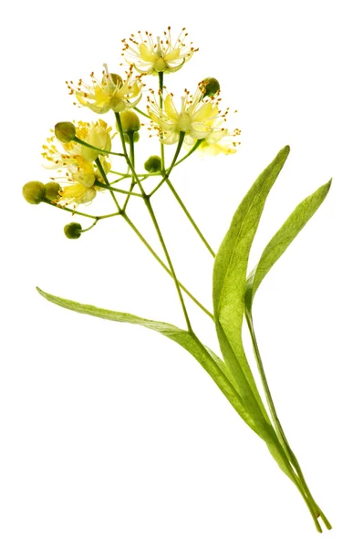 Linden bloem — Stockfoto