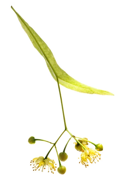 Flor de tília — Fotografia de Stock