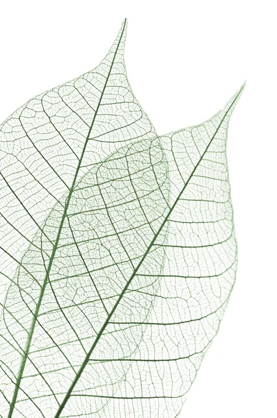 Листья скелета — стоковое фото