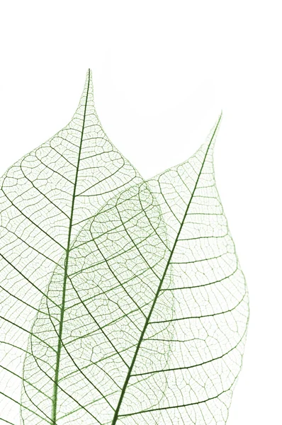 해골 잎 — 스톡 사진