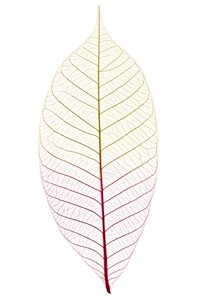 Skeleton leaf — Stock Photo, Image