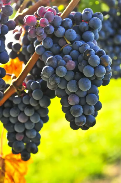 Fioletowy winogron — Zdjęcie stockowe