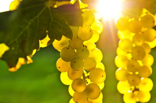 Uvas amarillas —  Fotos de Stock
