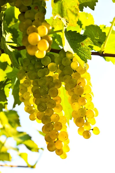 Uvas amarelas — Fotografia de Stock