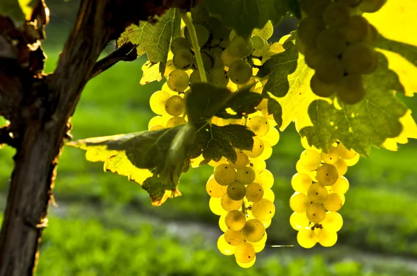 Uvas amarelas — Fotografia de Stock
