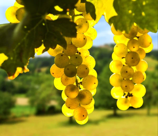 黄色葡萄 — 图库照片