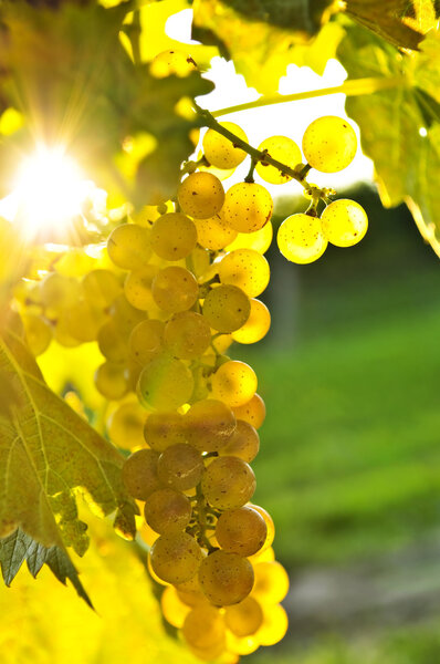 Yellow grapes