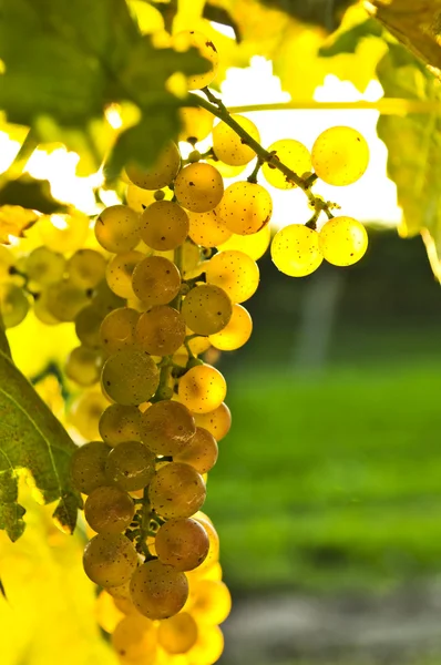 Жовтий винограду — стокове фото