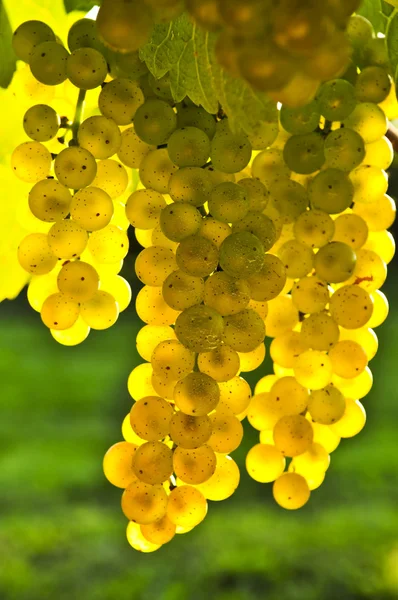 Yellow grapes — Stock Photo, Image