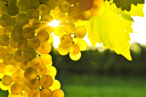 黄色ブドウ — ストック写真
