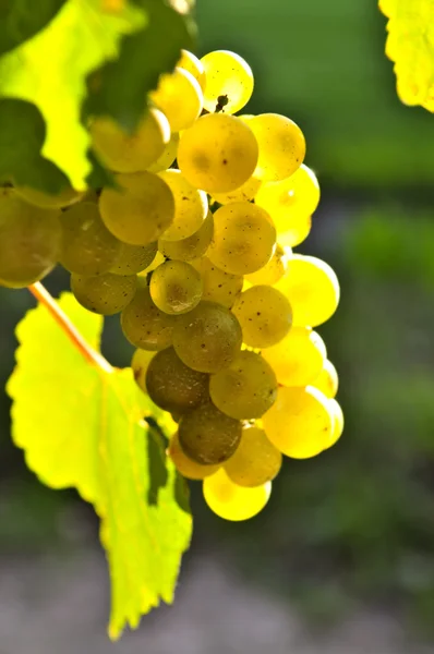 Sarı üzüm — Stok fotoğraf