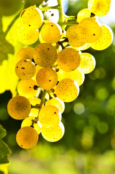 Gelbe Trauben — Stockfoto