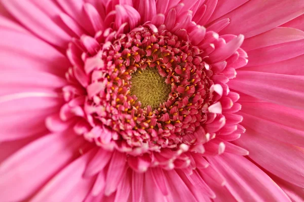 Цветок Герберы — стоковое фото