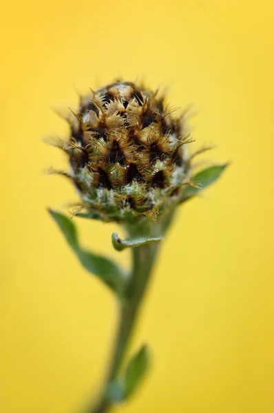 Knapweed bitki — Stok fotoğraf
